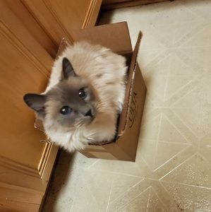 Meet your Posher, Emilie